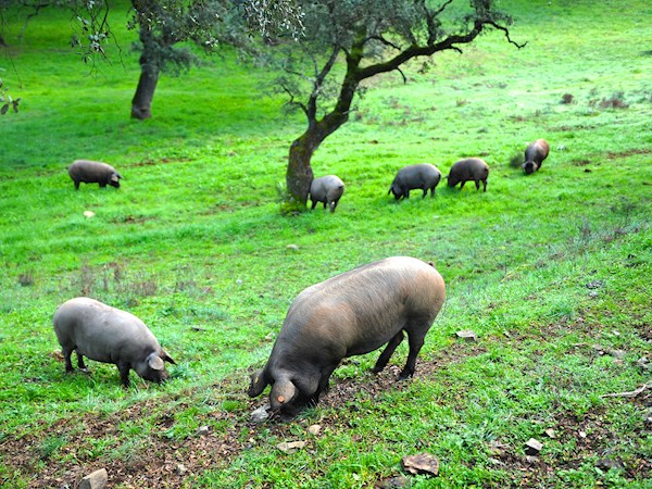 Región de Guijuelo – Mejor cerdo ibérico de España
